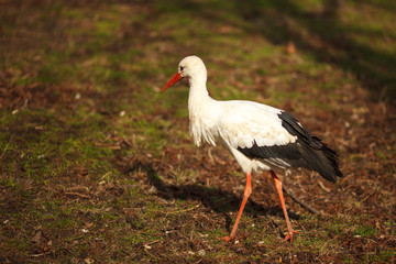 The stork walking on the grass
