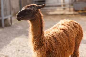The lama in the zoo