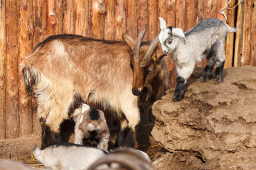 Naklejka na ściany i meble The goat and the goatlings