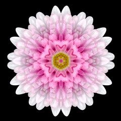 Pink Flower Mandala Kaleidoscope Isolated on Black