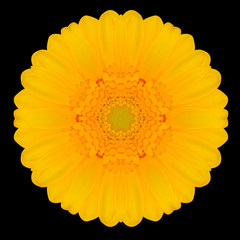 Yellow Flower Mandala Kaleidoscope Isolated on Black