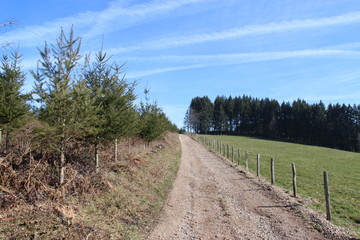 Fototapeta premium SENTIER