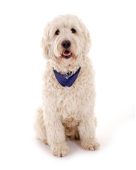Sitzender Goldendoodle