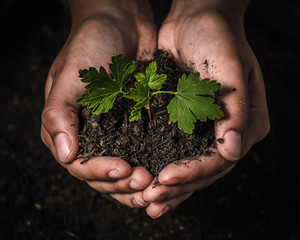 Hands holding seedling take care of new development