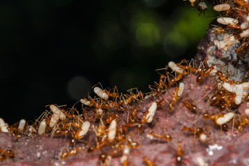 Ant are carrying eggs