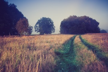 Vintage photo of morning foggy meadow in summer. Rural landscape