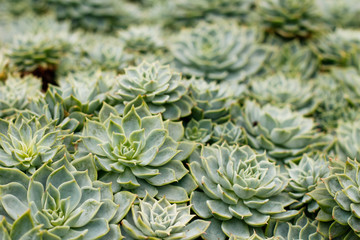 Fototapeta premium ECHEVERIA SECUNDA