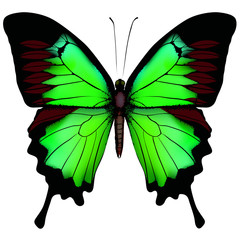 Green butterfly