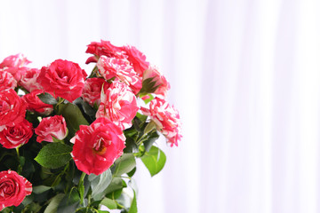 Beautiful roses on light background
