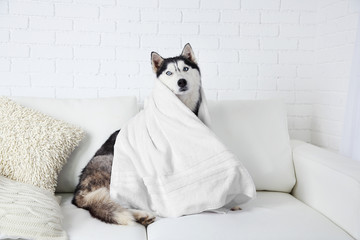 Beautiful cute husky with towel sitting on sofa in white room