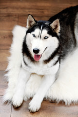 Beautiful cute husky lying on carpet in room