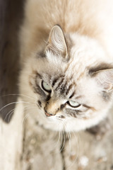 beautiful kitten walking on the street in the spring frame top