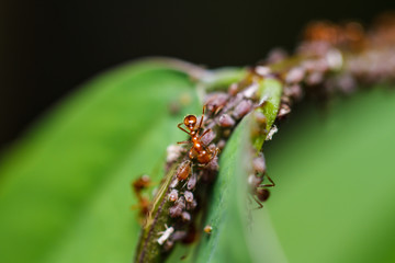  red ants on a green leaf