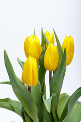 Flower bouquet from yellow tulips