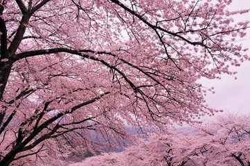 富士霊園の桜
