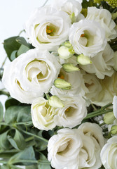 Close up of white roses