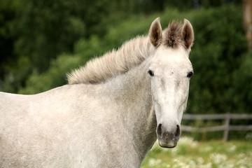 White andalusian young colt portrait