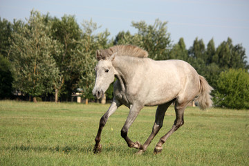 Obraz na płótnie Canvas Young gray andalusian spanish horse galloping free