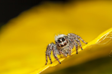  jumper spider on yello leaf
