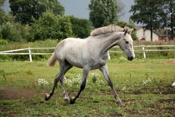 Obraz na płótnie Canvas White horse trotting free at flower field