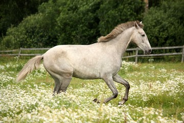Obraz na płótnie Canvas Gray andalusian horse galloping at flower field