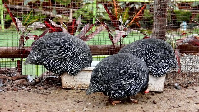 Lanch time of guinea fowls