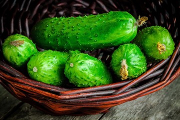 fresh organic cucumbers in the basket