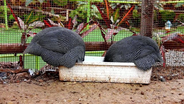 Lanch time of guinea fowls