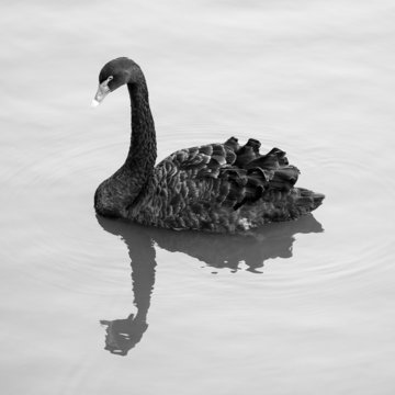 Black Swan