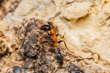 Black worker ants