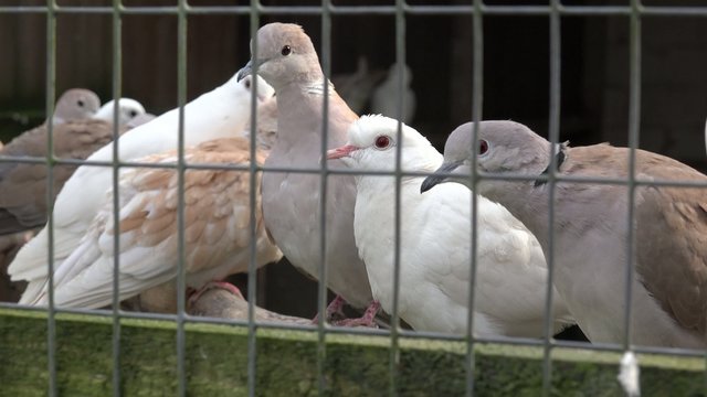 Tauben in Gefangenschaft