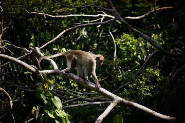 monkey in forest