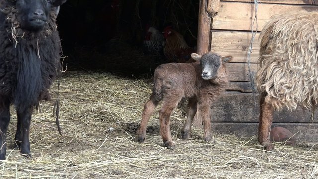 Braunes Lamm vor dem Stall