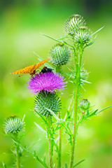 Бодяк обыкновенный (Cirsium vulgare)