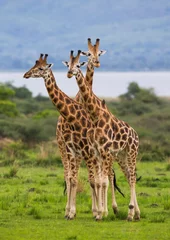 Tuinposter Three giraffe in savannah. Uganda. © gudkovandrey