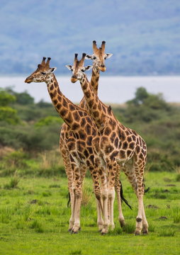Three giraffe in savannah. Uganda.