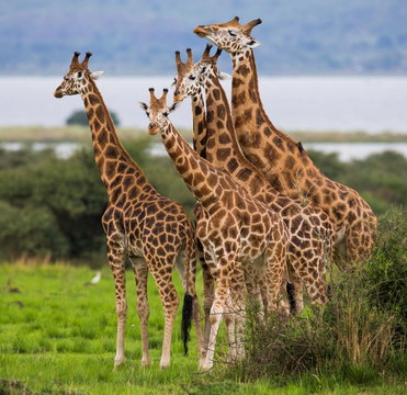 Fototapeta Five giraffes in the savanna. Uganda.