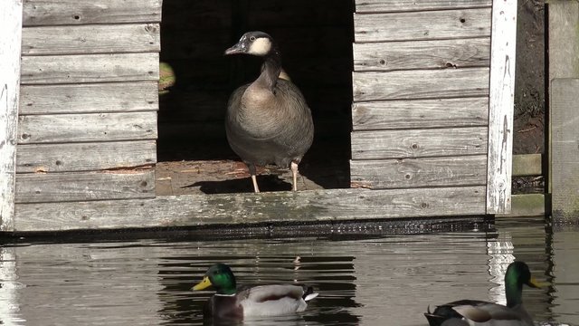 Enten und G&auml;nse schwimmen vor Gans im Stall