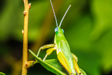 green grasshopper on grass leaf