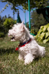 fox terrier with bow on green grass