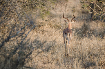 Impala in Kruger Park