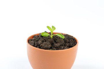 Young green tree in flower pot