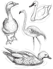 Water bird sketches