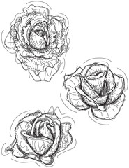 Rose sketch variations