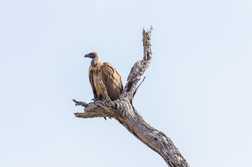 Vulture in Kruger Park