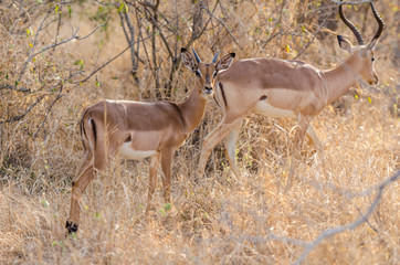Impala in Kruger Park
