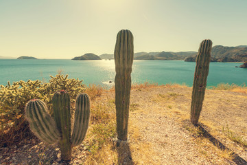 Cactus in Mexico