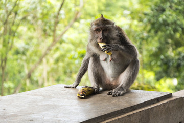 Macaque de la Monkey Forest Ubud qui mange une banane, Bali