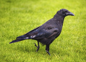 Black crow