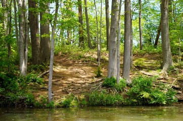 Forest by the water.
